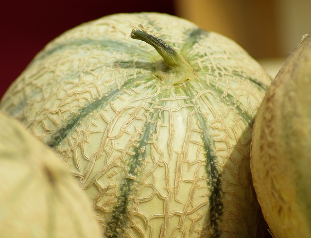 Melon Vert - Les Délices du jardin MORIERES LES AVIGNON