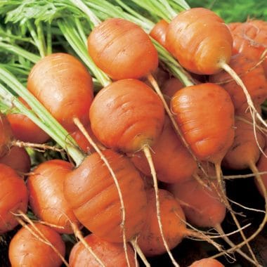 carotte ronde