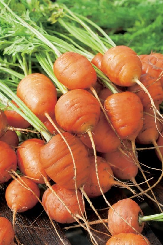 carotte ronde