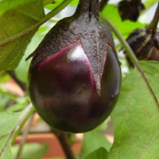 mini legume aubergine