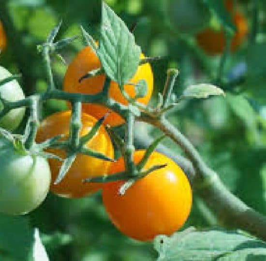 tomate cerise orange