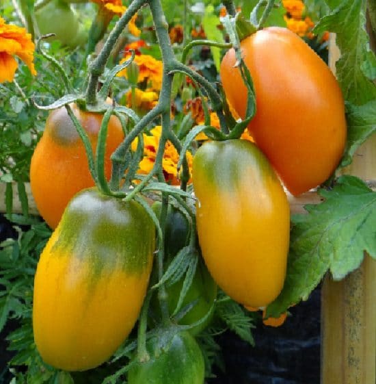 tomate orange longue