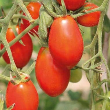 tomate rouge allongée