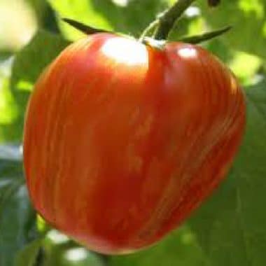 tomate rouge striée