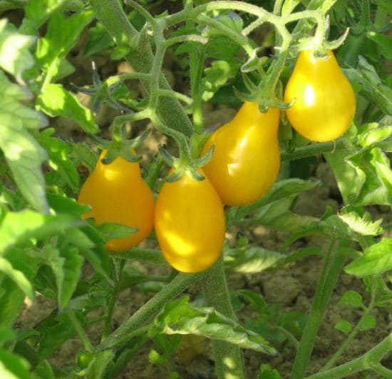 tomate cerise poire jaune