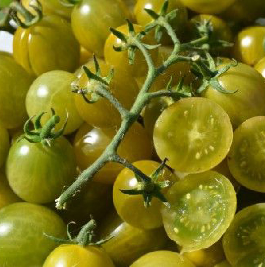 Graines Tomate cerise verte ancienne 'Green Grape