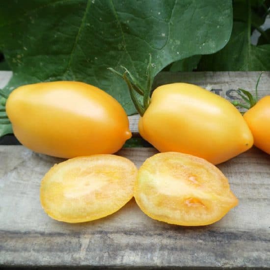 tomate jaune teton