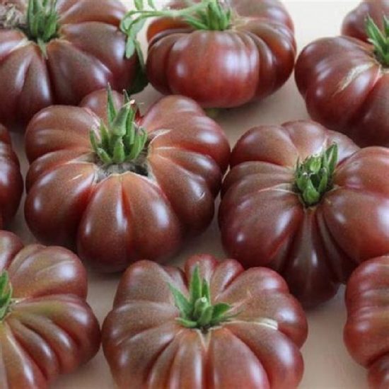 tomate purple