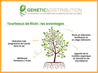 Tourteaux de Ricin - Génétic et Distribution